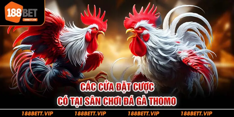 Các cửa đặt cược có tại sân chơi đá gà thomo